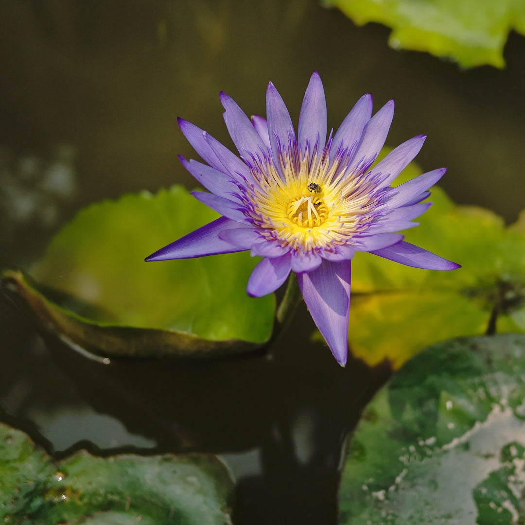 BLUE LOTUS
